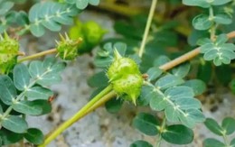 “Cỏ rác” mọc đầy làng quê Việt, giờ hóa “cỏ kim cương” được dân buôn săn lùng