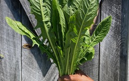 Chuyên gia Mỹ: Đây là loại rau xanh giàu dinh dưỡng nhất, tiếc là toàn bị nhổ bỏ