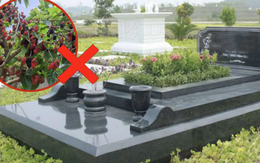 Ông bà dặn: 3 cây CHỚ trồng trước mộ, 4 thứ KHÔNG để trên giường - Giờ nghe lời, sau đỡ hối hận