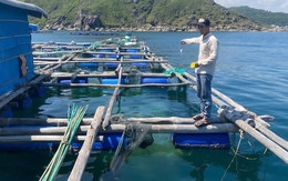 Khởi tố 4 đối tượng trộm cắp tôm hùm