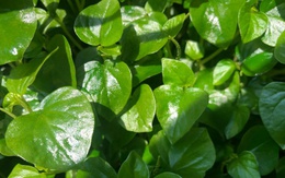 Rau nhà nghèo Việt Nam thành hàng hiếm ở Trung Quốc: Giá cao gấp 5 lần, dân tình đổ xô mua