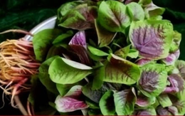 Tác dụng ít người biết của rau dền