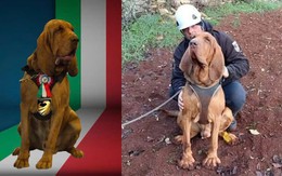 Italy: Chó nghiệp vụ bị sát hại bằng thức ăn trộn đinh gây phẫn nộ