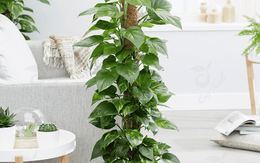 NASA chỉ điểm loại cây được mệnh danh là máy lọc không khí, hút sạch 80% khí độc và bụi bẩn trong 24h