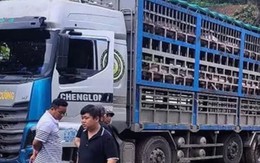 Xe tải chở 14 tấn heo bị dịch tả châu Phi đi tiêu thụ