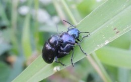Loài bọ từng là “kẻ thù nhà nông”, nay hơn nửa triệu 1kg, đắt hơn cả thịt