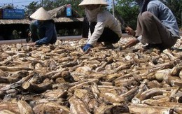 'Vựa lúa dưới lòng đất' của Việt Nam được Nhật Bản mạnh tay mua hàng nghìn tấn: Xuất khẩu tăng khủng hơn 1.000%, Trung Quốc rốt ráo săn lùng