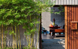 Ông bà dặn KHÔNG trồng cây này trước cửa, người khôn nghe lời, người dại chống đối!