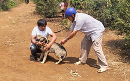 Bé trai tử vong sau 3 lần bị chó cắn nhưng không tiêm phòng