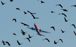 Tàu bay Việt va chạm với chim, phải huỷ hàng loạt chuyến bay