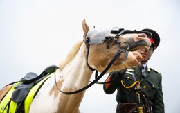 Những hình ảnh mới nhất của Út Ngáo – chú ngựa nổi tiếng mạng xã hội trong những đợt diễu binh