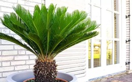 5 cây trấn trạch, dòng họ trăm năm hưng thịnh, nhà giàu nào cũng trồng