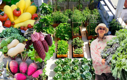 Mê mẩn khu vườn sân thượng đẹp 'như vẽ bằng AI' của mẹ đảm Đà Nẵng