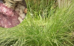 Cỏ dại xưa chỉ để bện dép, nay hóa “báu vật” hơn 1 triệu/kg