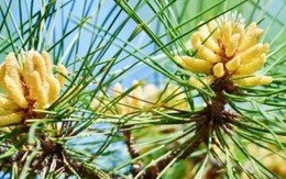 “Vàng ròng” bị lãng quên ở quê, gom bán thu tiền triệu/kg