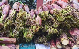 Việt Nam có loại rau mọc dại, người Trung Quốc ví là “cao lương mỹ vị số 1 thế giới”: Tốt hơn cả nhân sâm