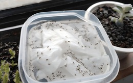 Đặt một bát nước với tờ giấy ăn ở góc phòng: Sau một đêm hiệu quả gây bất ngờ