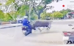 Vụ trâu sổng chuồng húc người đi đường ở Thanh Hóa: Đưa vào lò mổ