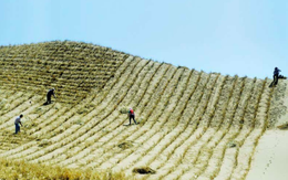 Trung Quốc ‘vỡ mộng’ với dự án ‘Vạn Lý Trường Thành xanh’: Tiêu tốn 8 tỷ USD, bất ngờ phát hiện ‘bảo bối’ chế ngự thiên nhiên lại gây dị ứng nghiêm trọng cho cả khu vực