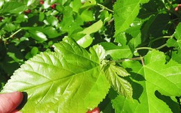 Việt Nam có loại lá chống rụng tóc, kích thích mọc tóc cực tốt: Biết dùng còn giảm mỡ máu, chống ung thư