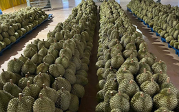 Hàng xóm Việt Nam chính thức xuất khẩu lô sầu riêng 17 tấn đầu tiên sang Trung Quốc