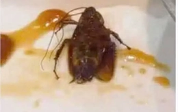 Làm rõ việc có gián xuất hiện trong món ăn tại một nhà hàng ở Quy Nhơn