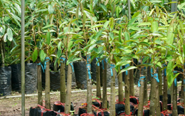 Không phải sầu riêng, cứu tinh từ Capuchia đổ bộ giúp Việt Nam đua với Thái Lan: Là 'cây quý' thu về hàng tỷ USD mỗi năm, Trung Quốc liên tục săn lùng