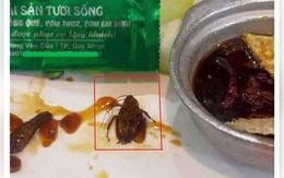 Thực khách phát hiện gián trong món ăn của một nhà hàng có tiếng tại Quy Nhơn