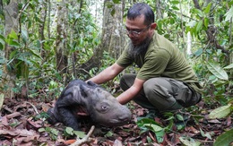 Loài vật quý hiếm bậc nhất hành tinh: Chỉ còn chưa đến 50 cá thể, Việt Nam từng là nơi sinh sống của chúng