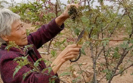 Cây xưa chỉ trồng lấy quả, nay hái lá đem bán cũng ra tiền