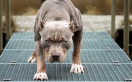 Vuốt ve chó pitbull giữa phố, người phụ nữ bị cắn biến dạng khuôn mặt