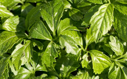 Mỹ đánh giá đây là "thảo dược trường sinh" tốt hơn trà xanh, bổ ngang nhân sâm, Việt Nam trồng cực nhiều