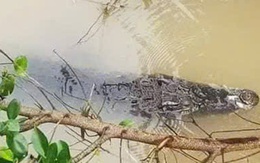 Cảnh báo việc nghi có cá sấu nổi trên kênh ở Tây Ninh