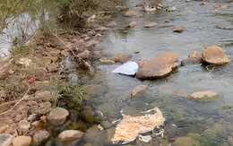 Phẫn nộ cảnh heo bệnh chết bị vứt xuống dòng suối ở Phong Nha