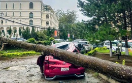 CLIP: Gió giật, cây xanh bật gốc đè bẹp ô tô ở Đà Lạt