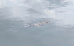 Đã bắt được con cá sấu sống trên kênh Nước Đen ở TPHCM