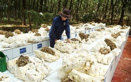 Vượt Trung Quốc, Hàn Quốc, hơn 300 nghìn tấn “vàng trắng” từ Campuchia ồ ạt vào Việt Nam