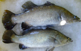 Loài cá ngọt thịt ít xương, tốt hơn cá hồi, ngon như cao lưỡng mỹ vị: Cứ gặp ở chợ là phải mua ngay