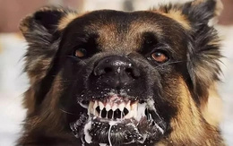 Xuất hiện ổ dịch bệnh dại ở Quảng Ngãi