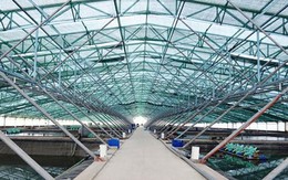 'Mỏ vàng' đưa Việt Nam trở thành ông trùm lớn thứ 2 thế giới: Trung Quốc, Nhật Bản đua nhau chốt đơn, nước ta sở hữu công nghệ đẳng cấp thế giới