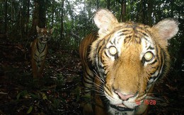 Loài vật quý hiếm bậc nhất hành tinh: Còn chưa đến 150 cá thể hoang dã, "cực kỳ nhút nhát"