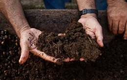 Một mặt hàng của Việt Nam khiến Campuchia trở thành ‘khách ruột’ nhiều năm liên tiếp: Vừa thu về gần nửa tỷ USD, nước ta có sản lượng 8 triệu tấn mỗi năm