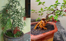 4 loại cây "âm thịnh dương suy", ĐỪNG DẠI rước vào nhà kẻo quanh năm nghèo túng