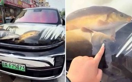 Đại gia Trung Quốc biến mui xe sang thành bể cá di động, gây phẫn nộ và bị cảnh sát 'sờ gáy'!