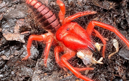 Lần đầu phát hiện loài vật hiếm có chỉ xuất hiện ở Việt Nam: Nguy hiểm bậc nhất thế giới, có nguồn gốc xa xôi