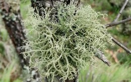 Thấy thân cây “mọc râu”, bứt xuống đem bán thu hơn 700.000đ/kg