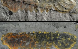 Hóa thạch 500 triệu năm tiết lộ bất ngờ về một sinh vật hiện đại