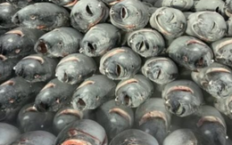 ‘Siêu thực phẩm’ của Việt Nam được đối thủ Thái Lan mạnh tay săn lùng: Xuất khẩu tăng trưởng 3 chữ số, Mỹ là khách ruột nhiều năm liên tiếp