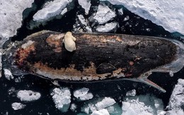 Bức ảnh chưa từng có ở vĩ độ 82 độ Bắc: Ấn tượng, kỳ lạ và ám ảnh