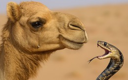 Loài động vật sở hữu giọt nước mắt vô giá, chỉ cần khóc là có thể vô hiệu hóa 26 loại nọc rắn